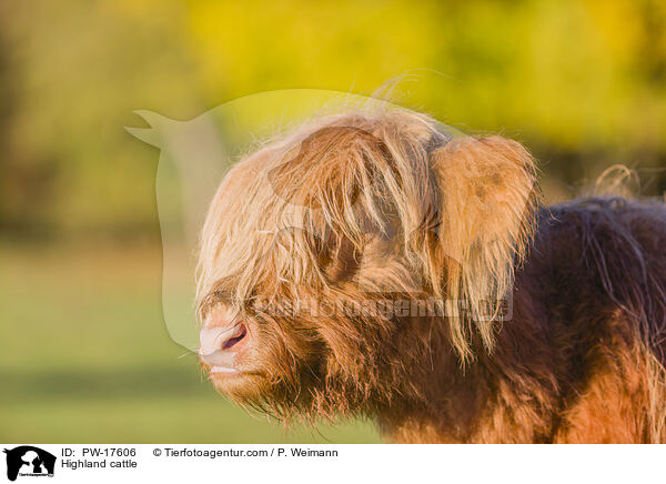 Hochlandrind / Highland cattle / PW-17606