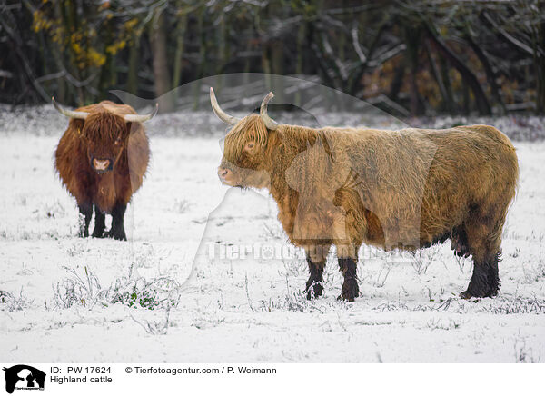 Highland cattle / PW-17624