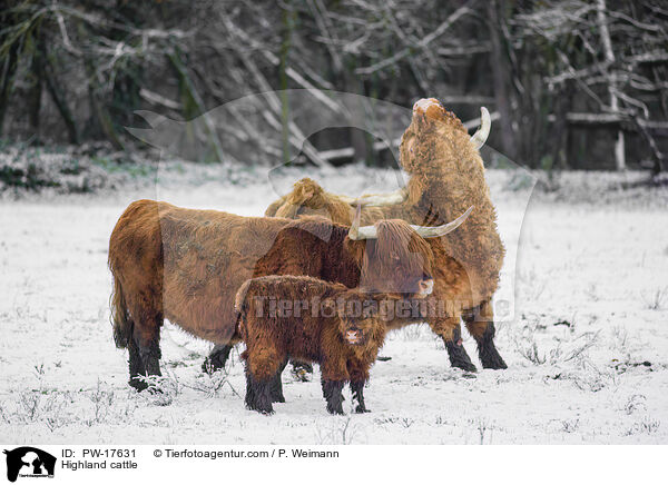 Highland cattle / PW-17631