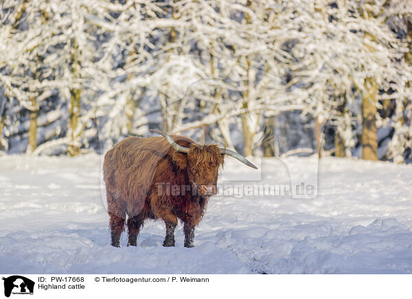Highland cattle / PW-17668