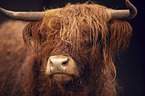 Highland cattle portrait