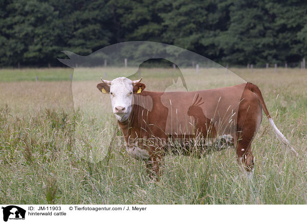 hinterwald cattle / JM-11903