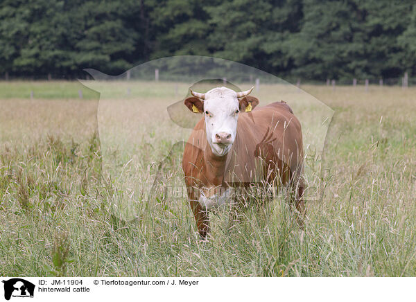hinterwald cattle / JM-11904