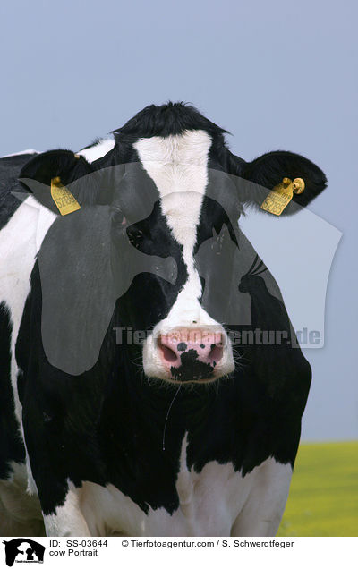Holstein Friesian Kuh / cow Portrait / SS-03644