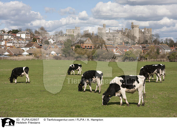 Holstein Friesians / FLPA-02607