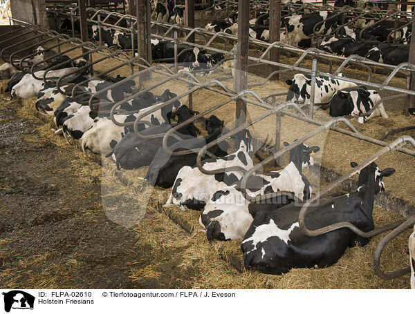 Holstein Friesians / Holstein Friesians / FLPA-02610
