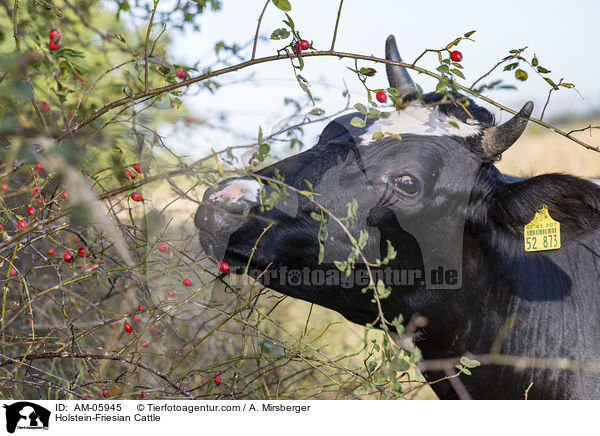 Holstein Friesian / Holstein-Friesian Cattle / AM-05945