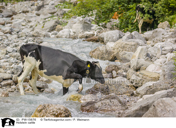 Holstein cattle / PW-15676