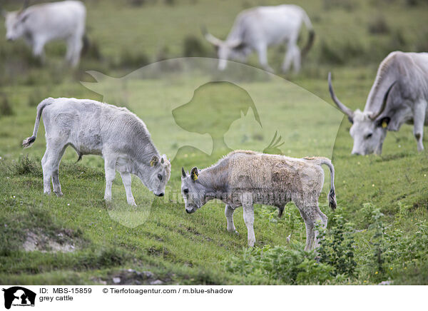 grey cattle / MBS-15859