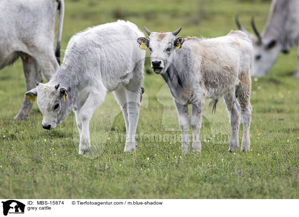 grey cattle / MBS-15874