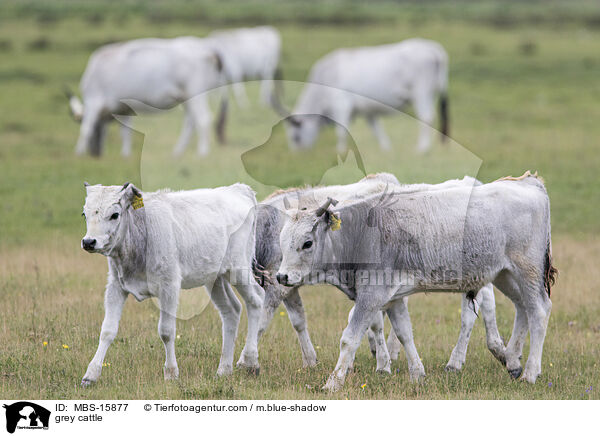 grey cattle / MBS-15877