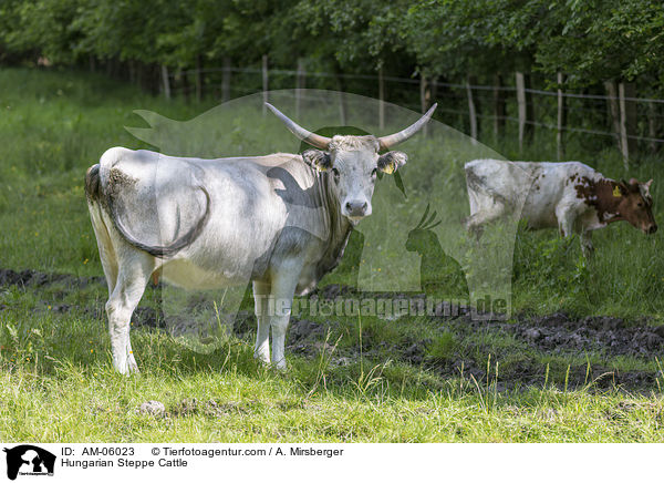 Hungarian Steppe Cattle / AM-06023