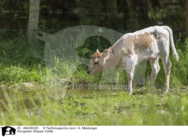 Hungarian Steppe Cattle / AM-06026