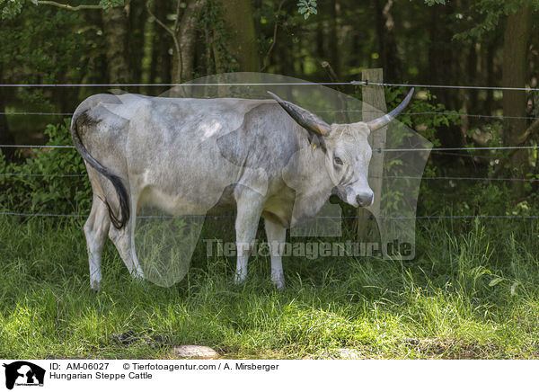 Hungarian Steppe Cattle / AM-06027