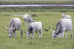 grey cattle