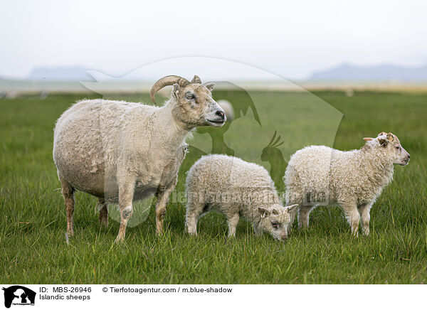 Islandic sheeps / MBS-26946