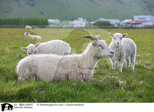 Islandic sheeps / MBS-26947