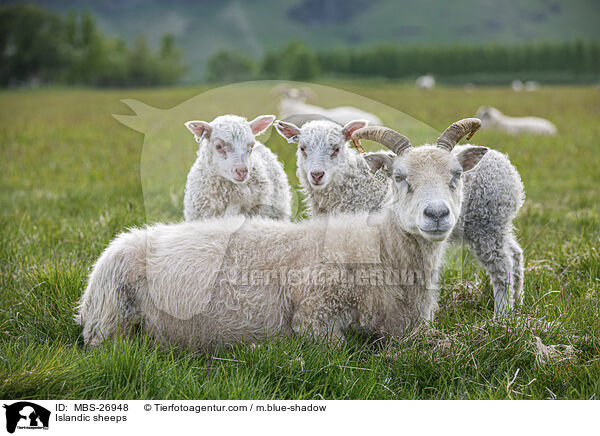 Islandic sheeps / MBS-26948