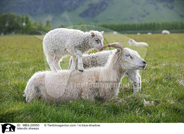 Islandschafe / Islandic sheeps / MBS-26950