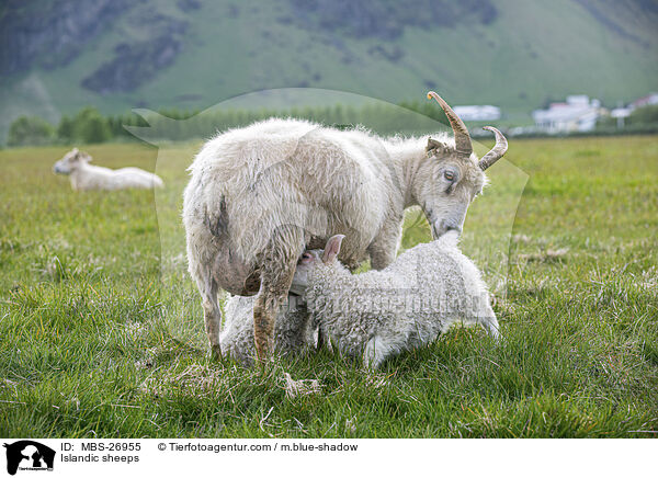 Islandic sheeps / MBS-26955