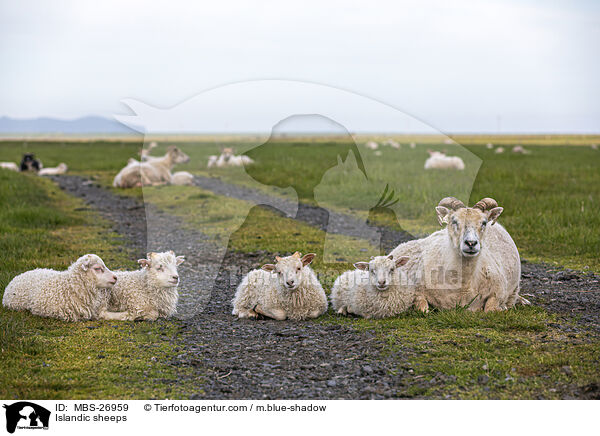 Islandic sheeps / MBS-26959