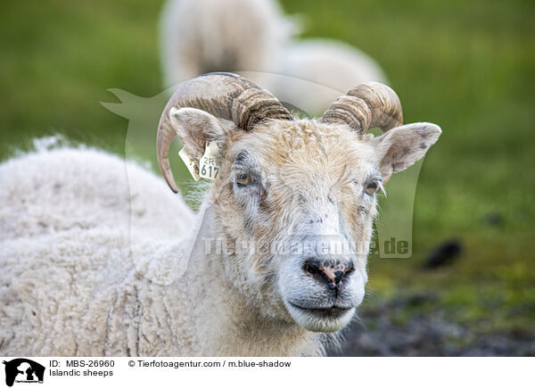Islandic sheeps / MBS-26960