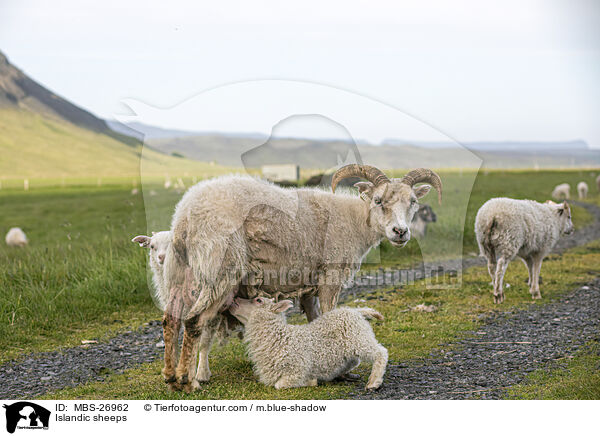 Islandic sheeps / MBS-26962