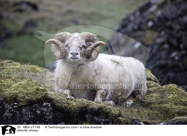 Islandic sheep / MBS-27196