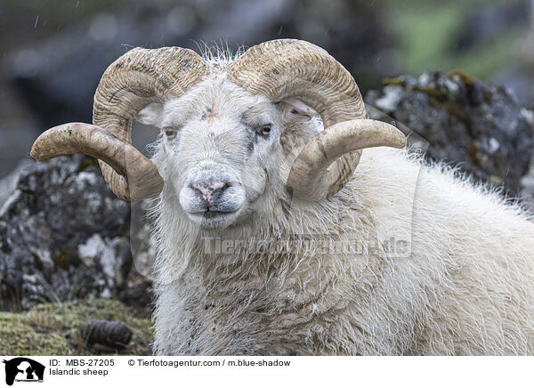 Islandic sheep / MBS-27205