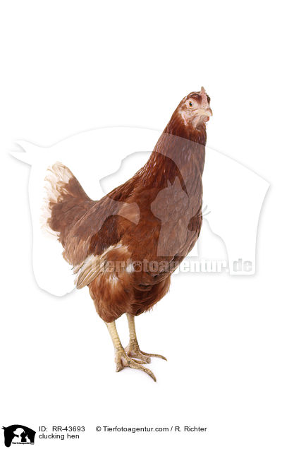 clucking hen / RR-43693