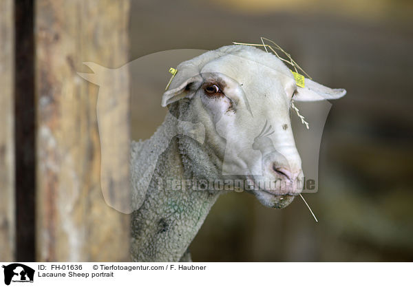 Lacaune Sheep portrait / FH-01636