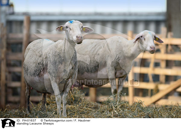 stehende Lacaune-Schafe / standing Lacaune Sheeps / FH-01637