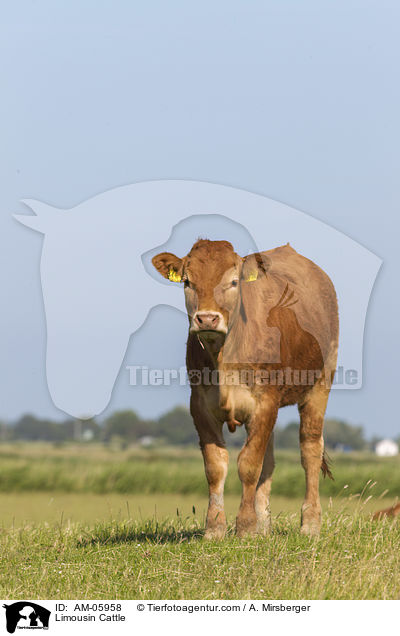 Limousin / Limousin Cattle / AM-05958