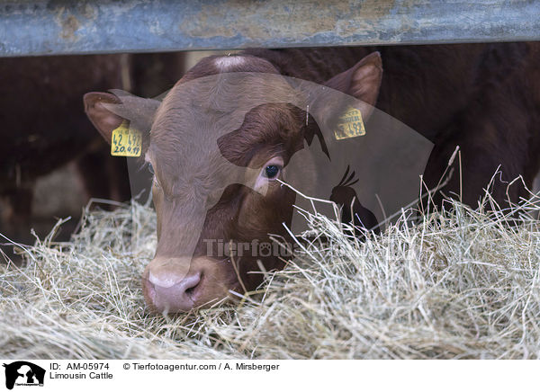 Limousin Cattle / AM-05974