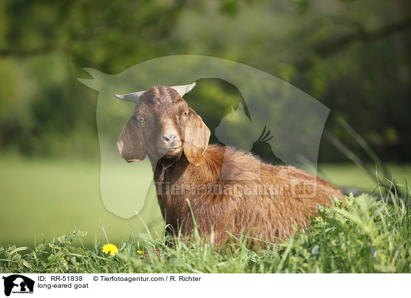 long-eared goat / RR-51838