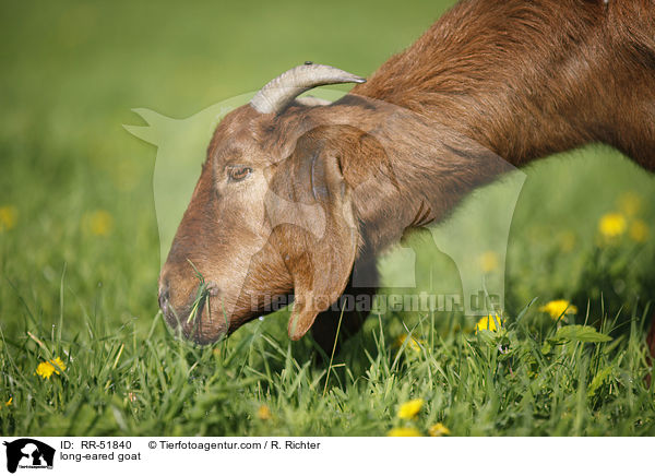 long-eared goat / RR-51840