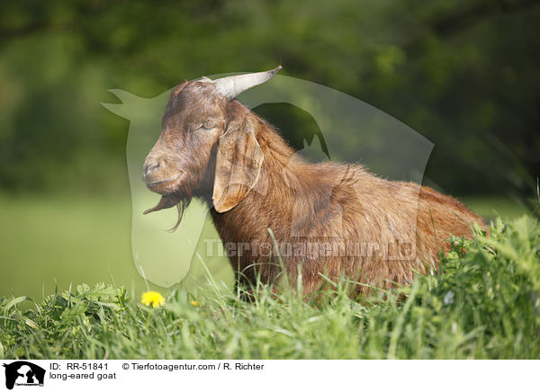 long-eared goat / RR-51841