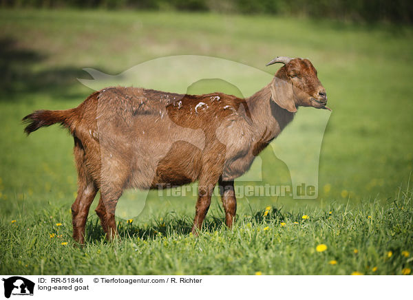 long-eared goat / RR-51846