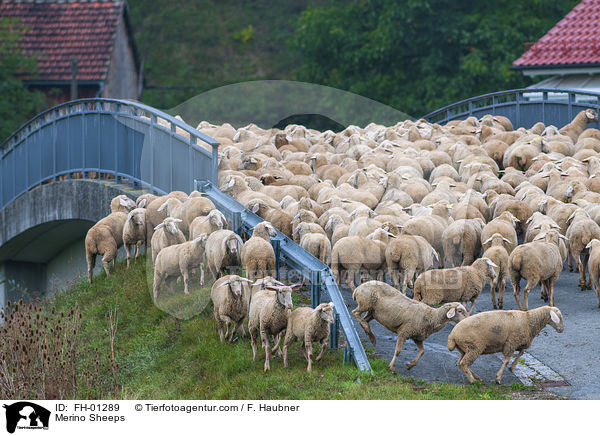 Merino Sheeps / FH-01289