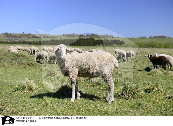 Merino Sheeps / FH-01311