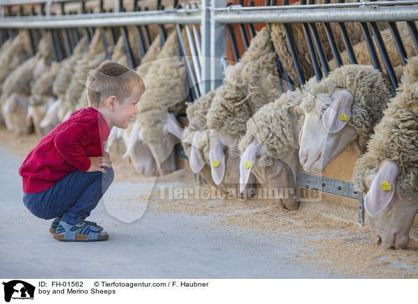 Junge und Merinoschafe / boy and Merino Sheeps / FH-01562