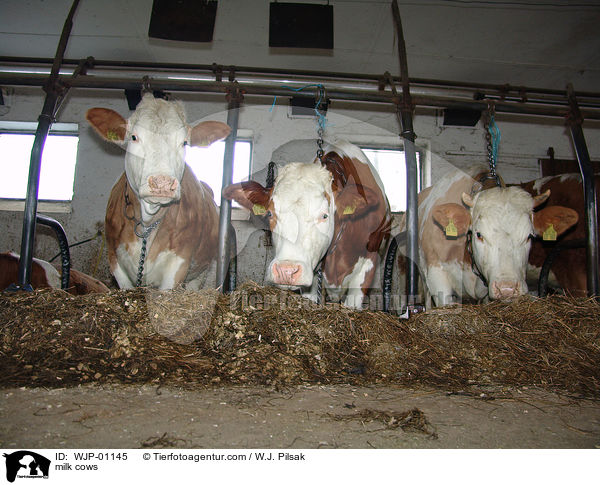 milk cows / WJP-01145