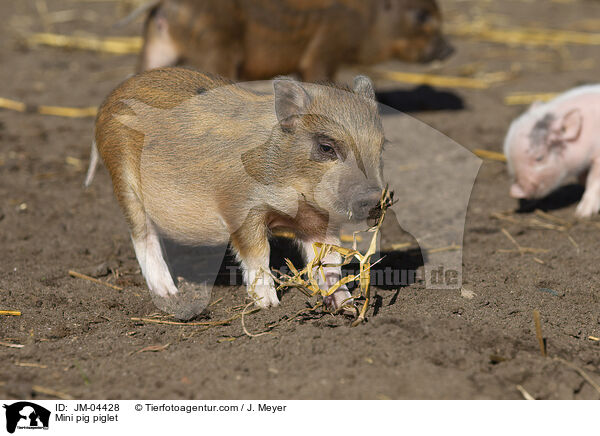 Mini pig piglet / JM-04428