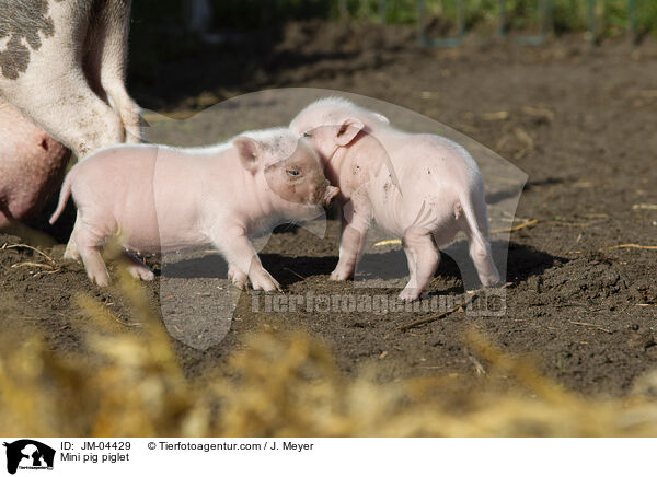 Mini pig piglet / JM-04429