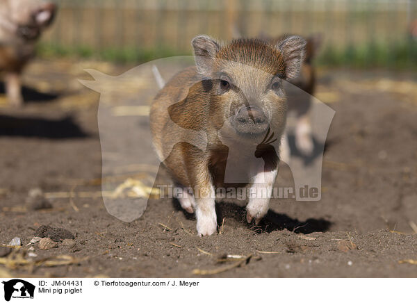 Mini pig piglet / JM-04431