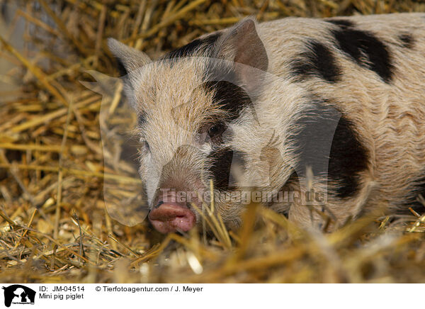 Mini pig piglet / JM-04514