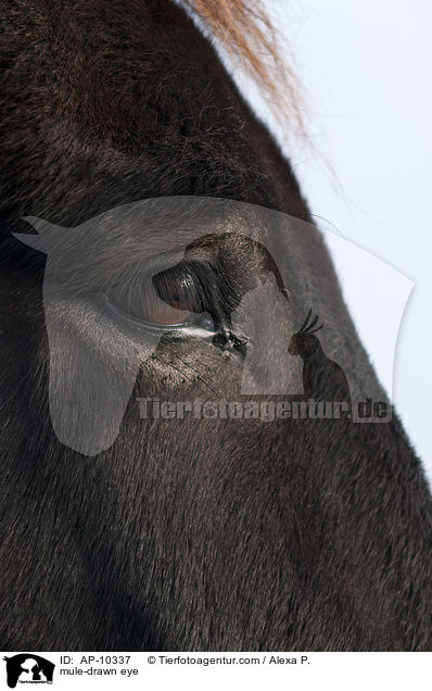 mule-drawn eye / AP-10337