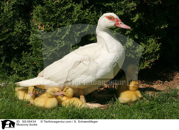 Muscovy ducks / SS-08434