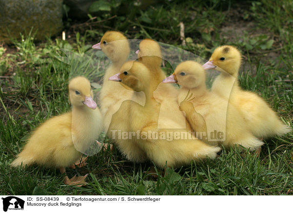 Muscovy duck fledglings / SS-08439