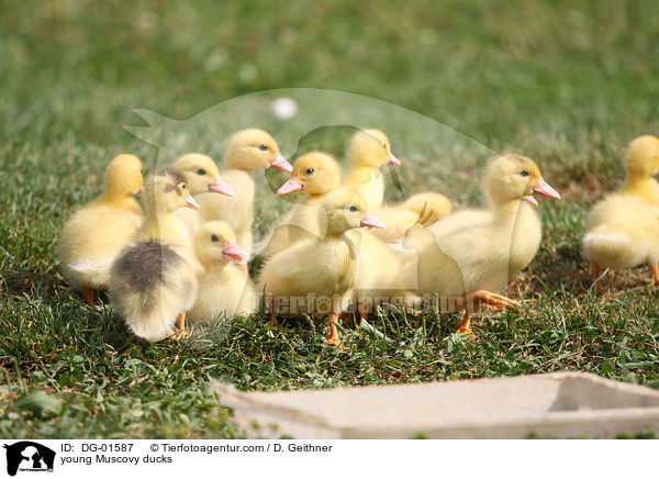 young Muscovy ducks / DG-01587